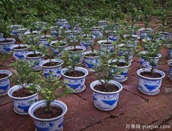 紅豆杉盆景怎么修剪，遵循兩點原則掌握六點方法(圖3)