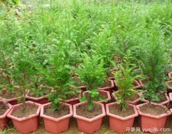 紅豆杉施什么肥好，紅豆杉施氮、磷、鉀肥***好(圖1)