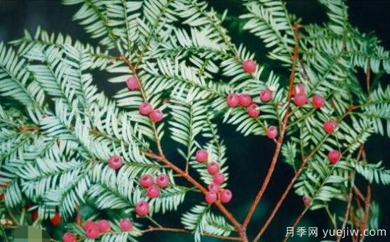紅豆杉的花語是什么，紅豆杉代表著高雅、思念之情(圖5)
