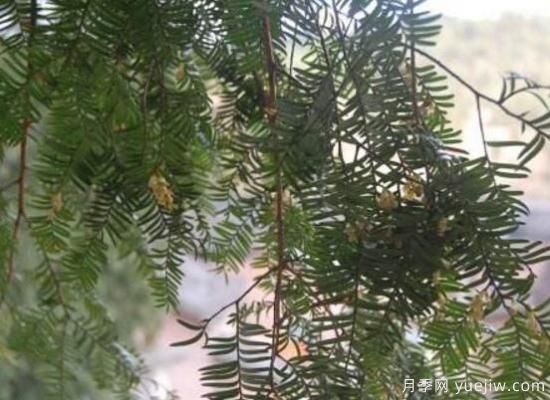 紅豆杉的花語是什么，紅豆杉代表著高雅、思念之情(圖2)
