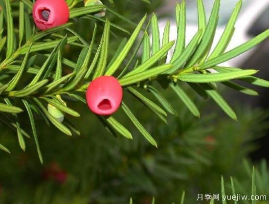 紅豆杉施什么肥好，紅豆杉施氮、磷、鉀肥***好(圖6)