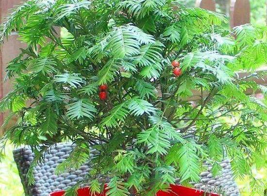紅豆杉施什么肥好，紅豆杉施氮、磷、鉀肥***好(圖5)