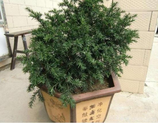 紅豆杉施什么肥好，紅豆杉施氮、磷、鉀肥***好(圖3)