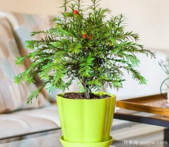 紅豆杉施什么肥好，紅豆杉施氮、磷、鉀肥***好(圖2)