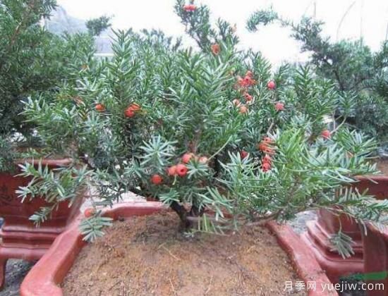 紅豆杉施什么肥好，紅豆杉施氮、磷、鉀肥***好(圖4)