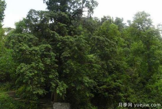 紅豆杉的花語是什么，紅豆杉代表著高雅、思念之情(圖1)