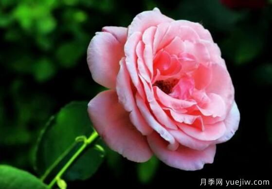 月季適合送給什么人，盤點送五個***適宜人(圖2)