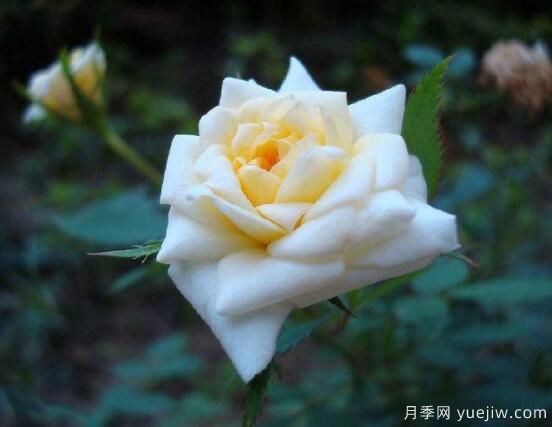 月季適合送給什么人，盤點送五個***適宜人(圖3)