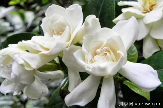 梔子花的花語(yǔ)，梔子花圖片大全(圖4)