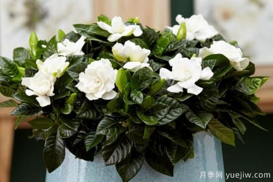 梔子花的花語(yǔ)，梔子花圖片大全(圖2)