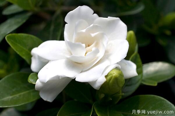 梔子花的花語(yǔ)，梔子花圖片大全(圖1)
