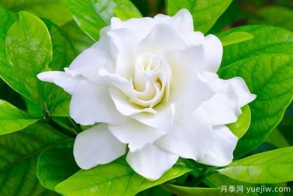 梔子花的花語(yǔ)，梔子花圖片大全(圖3)