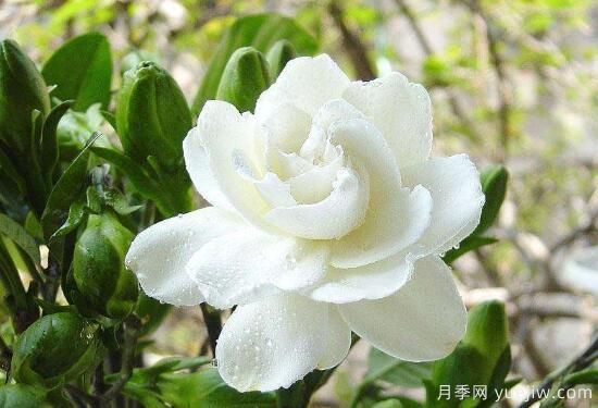 梔子花有哪些品種，梔子花品種圖片大全(圖6)