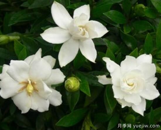 梔子花有哪些品種，梔子花品種圖片大全(圖8)