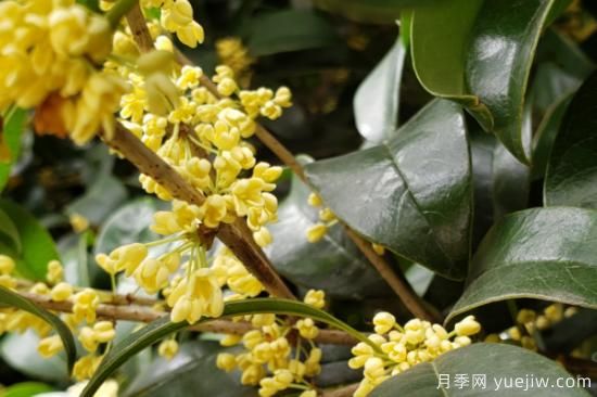 景觀樹(shù)苗有哪些品種(圖2)