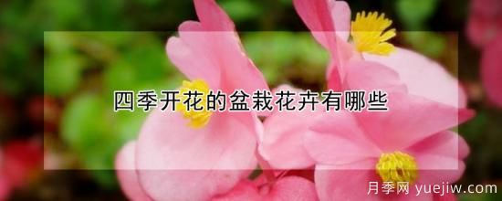 四季開(kāi)花的盆栽花卉有哪些(圖1)