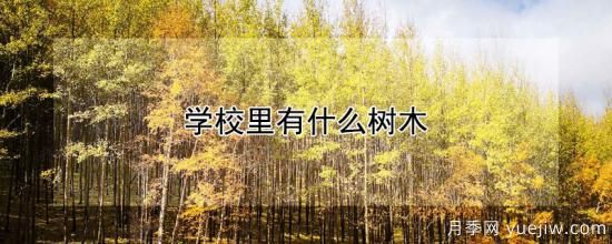 學(xué)校里有什么樹(shù)木(圖1)
