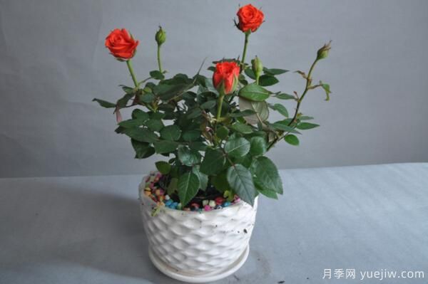 月季花品類(lèi)大全，月季花的5大品種(圖6)