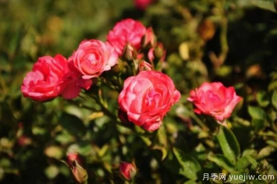 月季花品類(lèi)大全，月季花的5大品種(圖4)