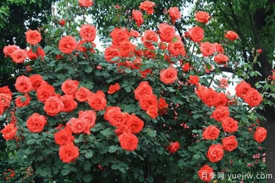 月季花品類(lèi)大全，月季花的5大品種(圖1)