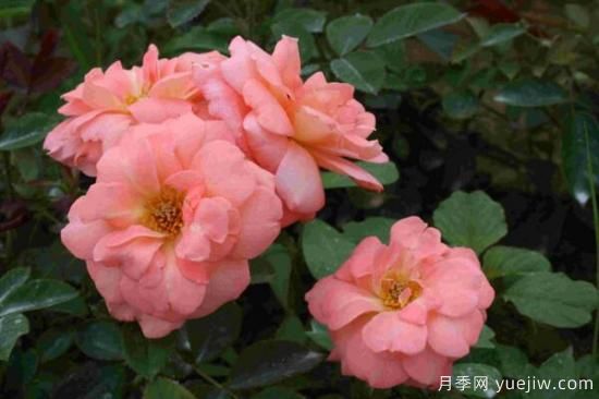 月季花品類(lèi)大全，月季花的5大品種(圖2)