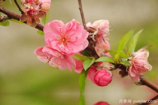 桃花的蟲害防治大全，紅蜘蛛的危害非常嚴(yán)重(圖3)