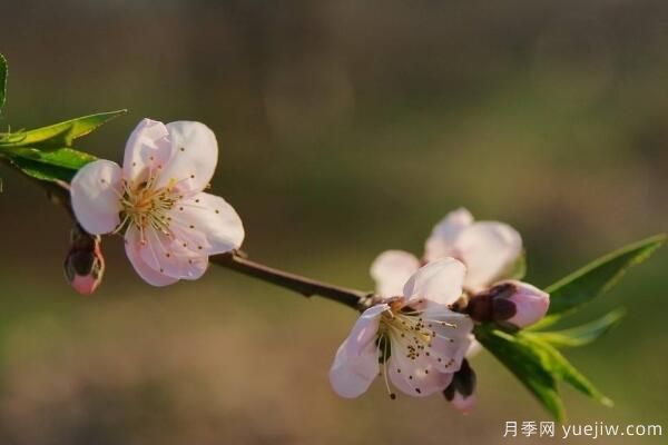桃花的蟲害防治大全，紅蜘蛛的危害非常嚴(yán)重(圖4)
