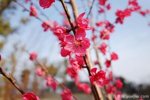 桃花的蟲害防治大全，紅蜘蛛的危害非常嚴(yán)重(圖1)