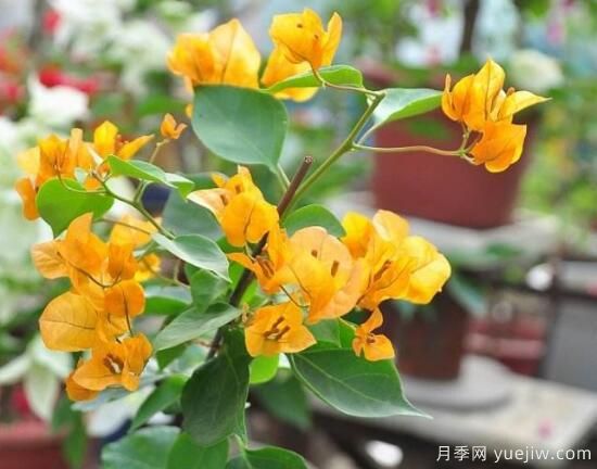 三角梅有哪些品種，常見的三角梅品種大全(圖7)