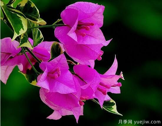三角梅有哪些品種，常見的三角梅品種大全(圖9)