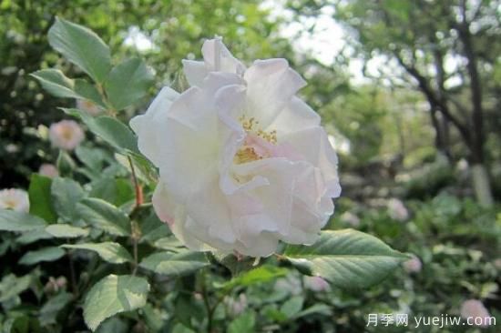 粉色薔薇花的花語，以及薔薇花花語大全(圖4)