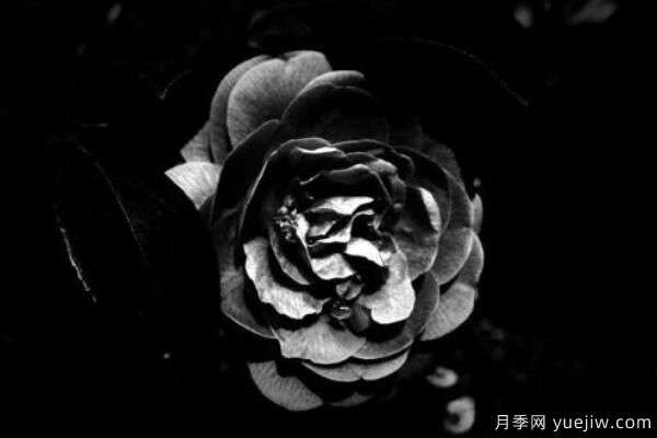 粉色薔薇花的花語，以及薔薇花花語大全(圖5)