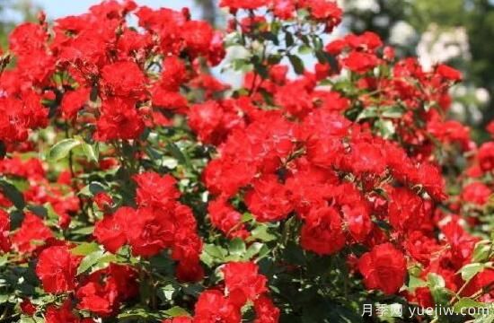 薔薇花的花語大全，細(xì)數(shù)薔薇花九大品種花語(圖5)