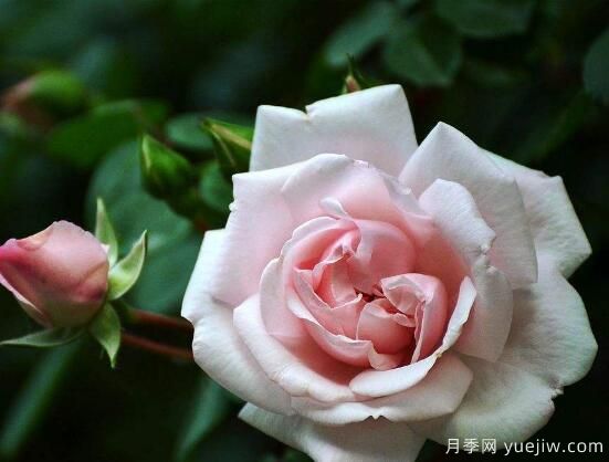 薔薇花的花語大全，細(xì)數(shù)薔薇花九大品種花語(圖2)