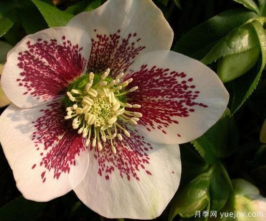 薔薇花的花語大全，細(xì)數(shù)薔薇花九大品種花語(圖6)