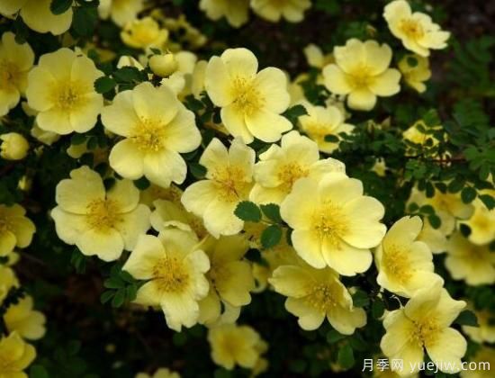 薔薇花的花語大全，細(xì)數(shù)薔薇花九大品種花語(圖4)
