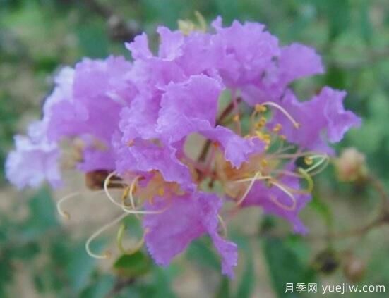 薔薇花的花語大全，細(xì)數(shù)薔薇花九大品種花語(圖9)