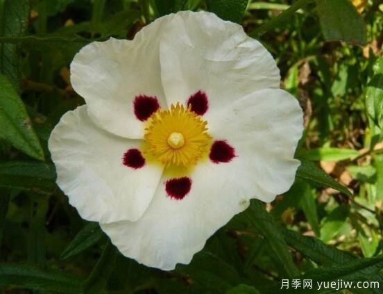 薔薇花的花語大全，細(xì)數(shù)薔薇花九大品種花語(圖8)