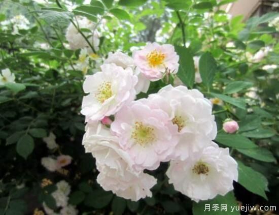 薔薇花的花語大全，細(xì)數(shù)薔薇花九大品種花語(圖3)
