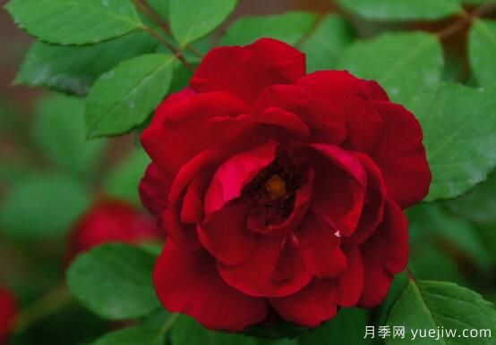 薔薇花的花語大全，細(xì)數(shù)薔薇花九大品種花語(圖1)