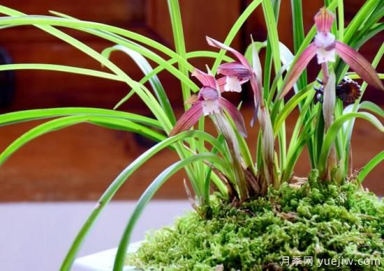 蘭花發(fā)芽的生長(zhǎng)因素，要嚴(yán)格把控4個(gè)方面(圖1)