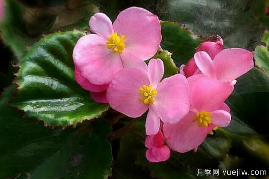 海棠花Zui具特色的6個(gè)品種(圖5)