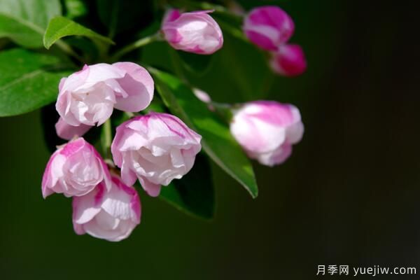 海棠花Zui具特色的6個(gè)品種(圖2)