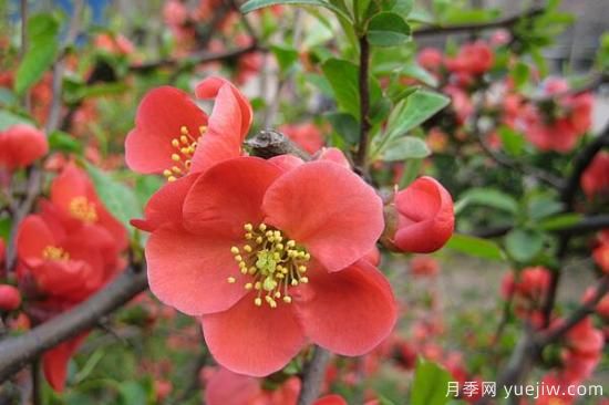 海棠花Zui具特色的6個(gè)品種(圖4)