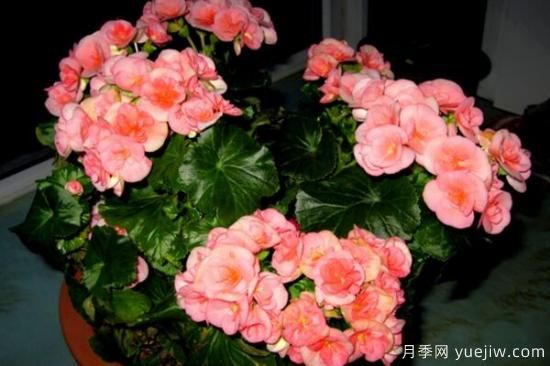 海棠花Zui具特色的6個(gè)品種(圖1)
