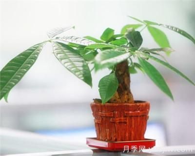 發(fā)財(cái)樹(shù)需要修剪嗎？發(fā)財(cái)樹(shù)如何整形修剪(圖1)