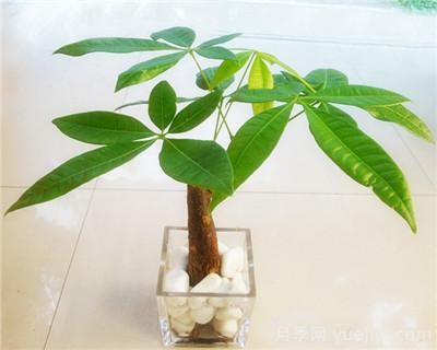 水培發(fā)財樹怎么養(yǎng)，發(fā)財樹水培技術(shù)要點(圖1)