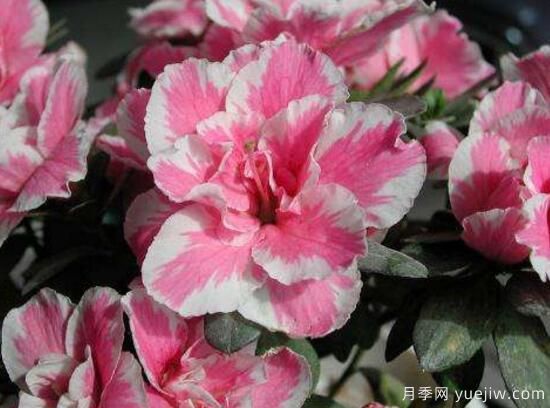 杜鵑花有哪些常見品種？杜鵑花品種圖片大全(圖5)