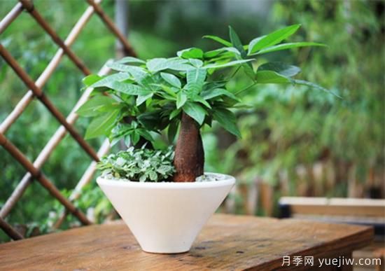 發(fā)財樹幾天澆一次水，澆水方法(圖1)