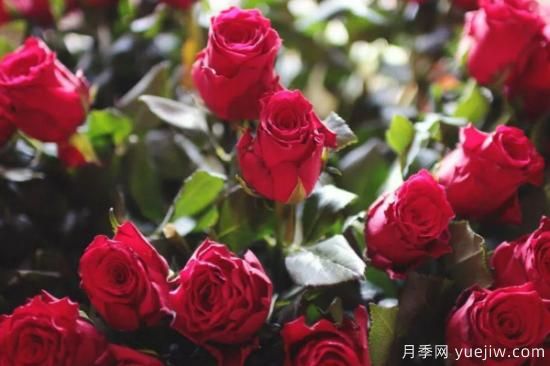 批發(fā)玫瑰花多少錢(qián)一朵？批發(fā)價(jià)格2元/朵(圖1)